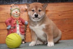 Healthy Shiba Inu puppies ready for their new home