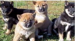 Akc Registered Shiba Inu Puppies