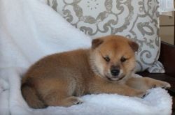 Talented Shiba inu Puppies Ready to Leave now