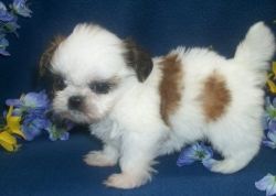 Shih Tzu puppies now ready to go