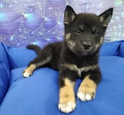 Cute healthy male and female Shiba Inu puppies for lovers .