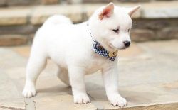 Home trained male and female Shiba Inu Puppies