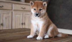 Playful and Good Tempered Shiba Inu Puppies