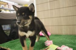 Very healthy Shiba Inu male and female looking for loving homes