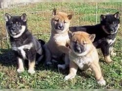 Cute and lovely Shiba inu Puppies