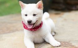 Cute Shiba Inu puppies. TEXT (xxx) xxx-xxx2