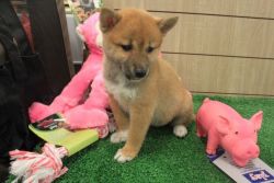 Lovely Shiba Inu male and female for adoption to pet lovers
