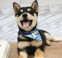Excellent Shiba Inu Puppies For Loving Homes
