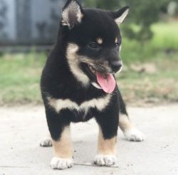 AKC Registered Shiba Inu Puppies available.