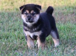 Adorable Shiba Inu Puppies For Sale.
