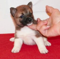 Cute Shiba Inu puppies.. 415xx758xx0471