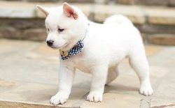 Gorgeous Shiba Inu Puppies Available.