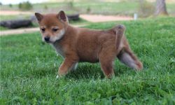 Well Socialized Shiba Inu Puppies available.