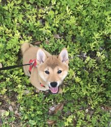 Shiba Inu Puppy fully vaccinated four months