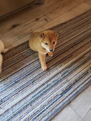 Shiba puppies for sell