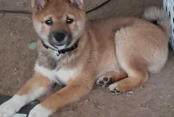 Shiba inu puppy for sale