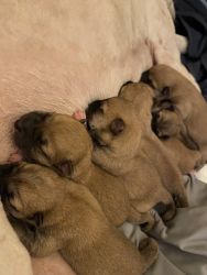 Shiba Inu Male and Female puppies. Read entire post please.