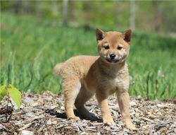 Adorable Shiba Inu puppies ready to go now.