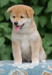 Beautiful Shiba Inu Puppies for lovely homes