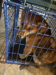 Shiba inu puppy for sale