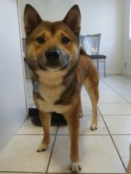 11 month old shiba inu for sale
