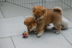 free Shiba Inu puppies