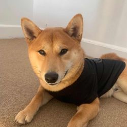 shiba inu for sell
