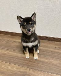 Stunning Shiba inu puppy in-need of loving home