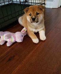 Shiba Inu Puppies ready for sale