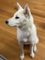 White female 4 month Shiba Inu for sale