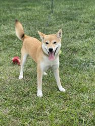 Playful Shiba Looking for her forever home