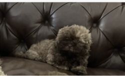 Shih poo puppies for sale!