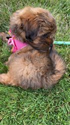Friendly Male Shih-Poo For Sale!