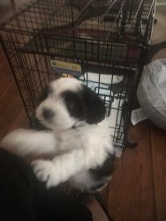 Adorable puppy for sell