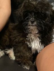 Beautiful Shih-poo puppy for sale with impeccable breeding