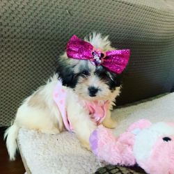 I have a shihpoo puppy female 10 weeks old