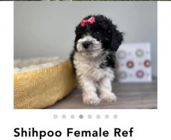 Girl 7 month old shihpoo for sale