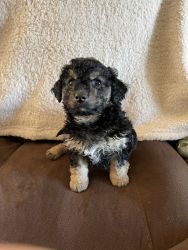 Shihpoo mix puppies ready now!!