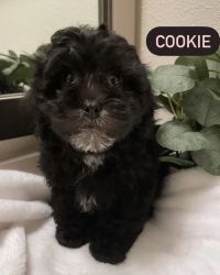 Shihpoo puppies looking for their forever