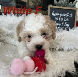 6 Shichpoo puppies available! 5 female &1 male