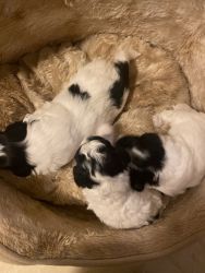 Beautiful puppies 6 week old, starting to potty training,