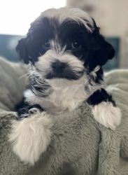 Shihpoo puppies looking for loving families