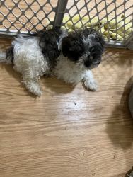 ShihPoo puppies for sale