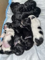 Shih Tzu poodle & Maltipoo puppies for Sale