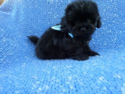 Fluffy ShihPoo Puppies