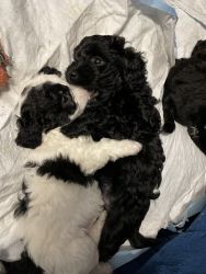Shih Tzu, Poodle & Maltipoo (Shihpoo) Puppies for SALE