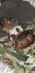 Miniature shipooh puppies