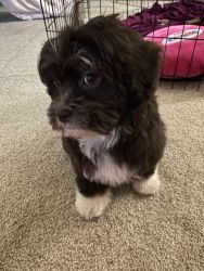 Puppy for sale shih poo