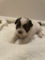 Five Shihpoo puppies