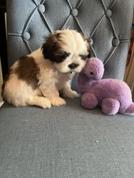 ShihPoo pups for sale